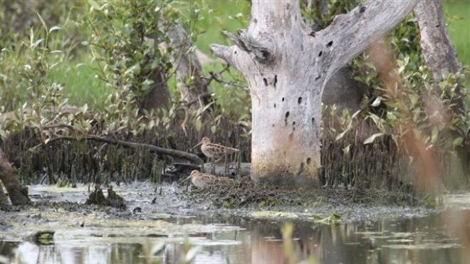 The rare bird Latham's Snipe has been spotted at Tomago Wetlands and at a property on the Williams River.