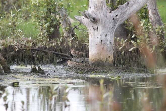 The rare bird Latham's Snipe has been spotted at Tomago Wetlands and at a property on the Williams River.