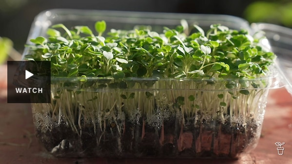 Sprouts growing in a clear container. Has Video.