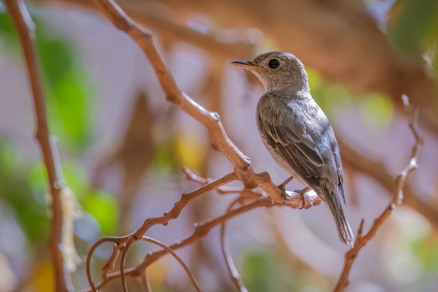 A small brown bird sitting on a branch.