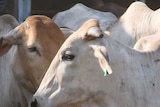 a close-up of Brahman cattle.