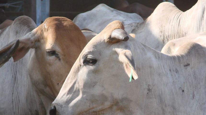 a close-up of Brahman cattle.