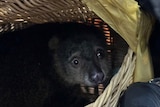 A Sulawesi bear cuscus inside a wicker basket.