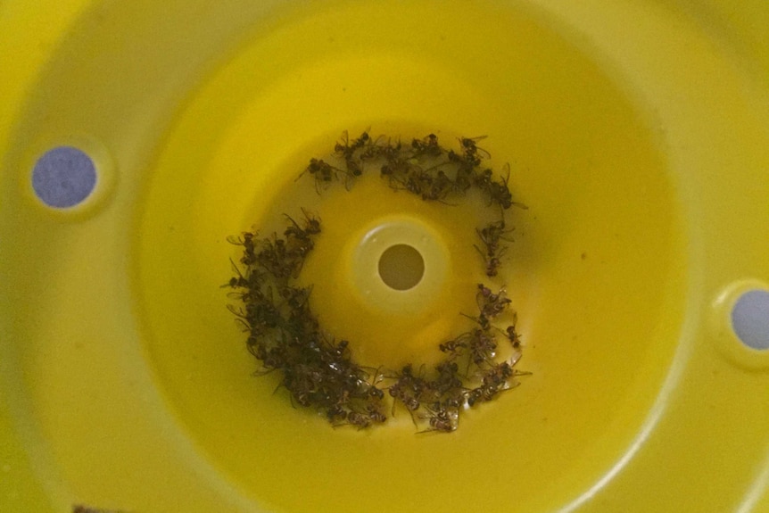 Dead Queensland fruit flies in a bio trap.