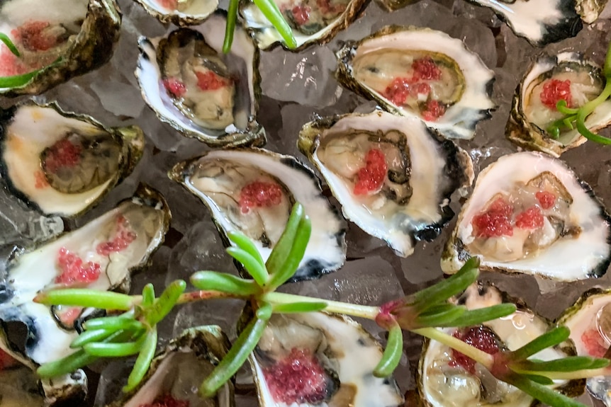 Pieces of karkalla placed on top of oysters with finger lime.