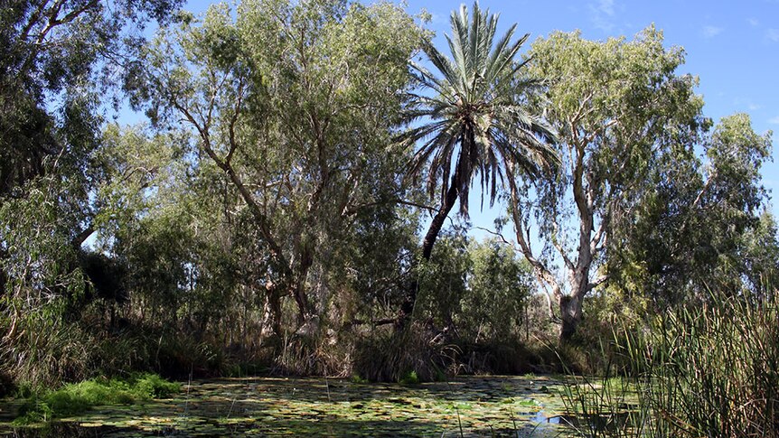 A shaded pool near the old Millstream homestead is overlooked by a male date palm.