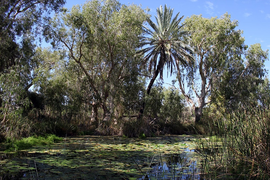 A shaded pool near the old Millstream homestead is overlooked by a male date palm.