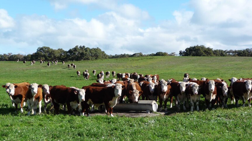 A herd of brown and white cattle in a green paddock.