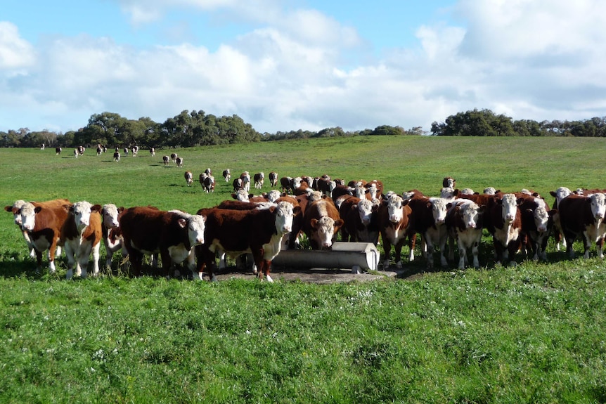A herd of brown and white cattle in a green paddock.