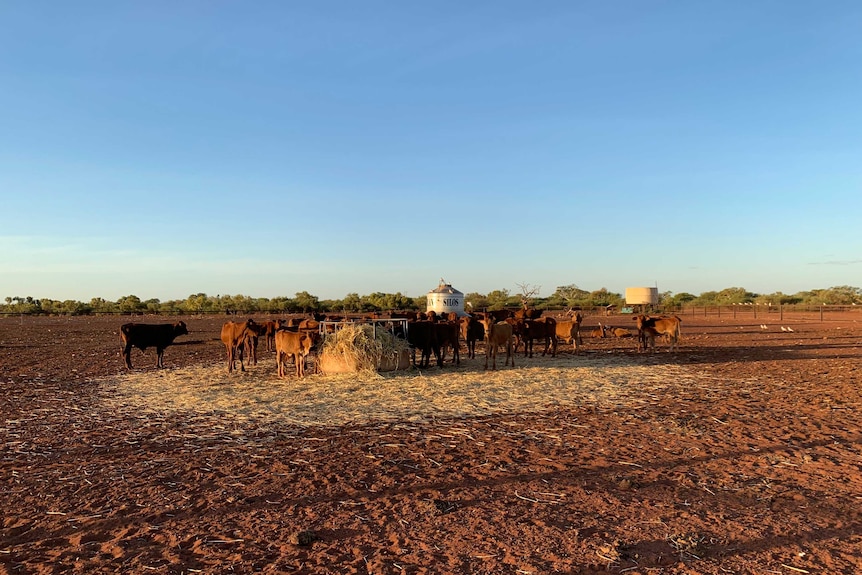 Cattle stand around hay