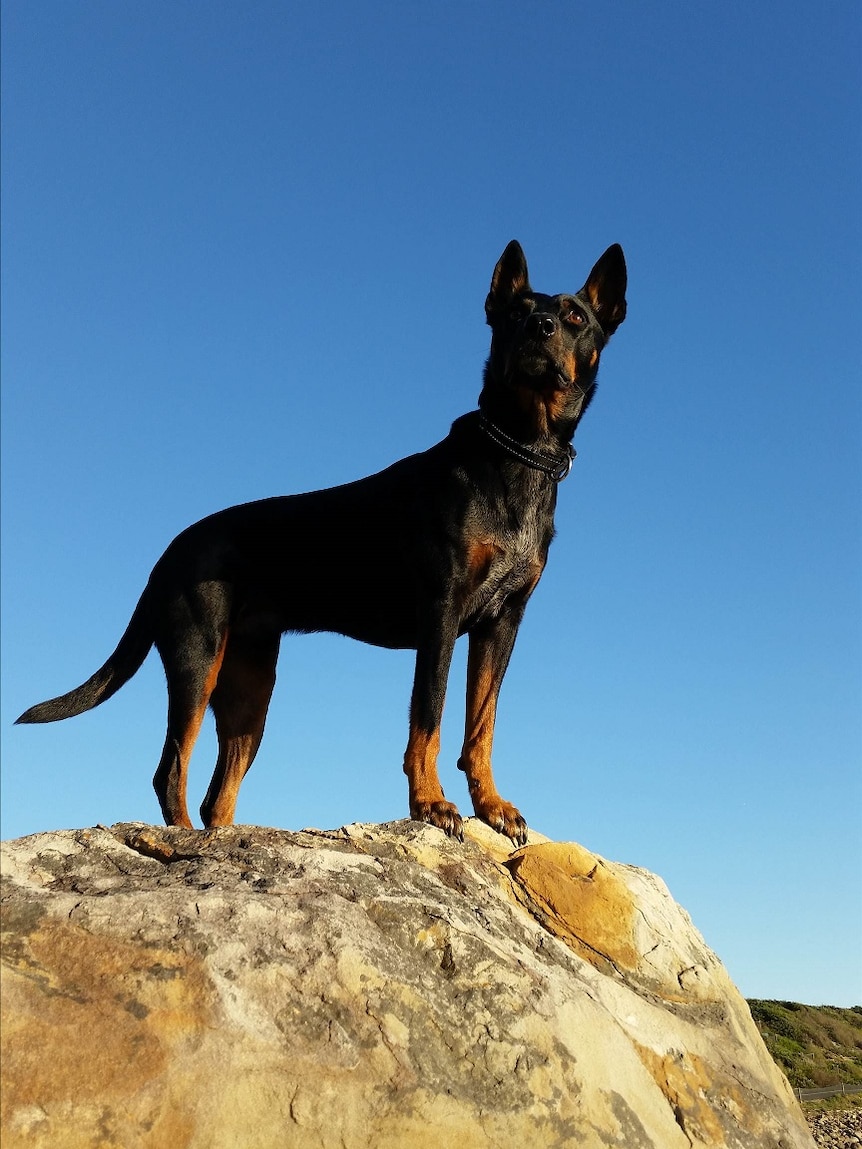 Driver the dog standing on a rock