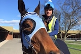 Tasmanian thoroughbred The Cleaner ahead of its 2015 Spring Carnival campaign.