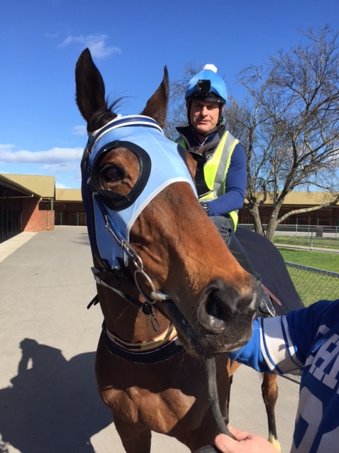 The Cleaner ran ninth in last year's Cox Plate but trainer Mick Burles says the thoroughbred is in better shape this year.