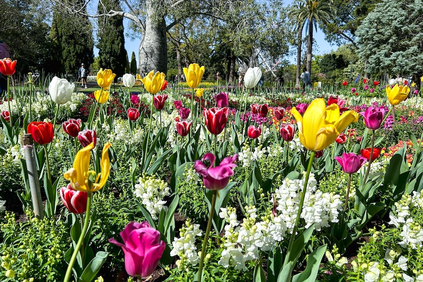 a medium close up of tulips in a garden