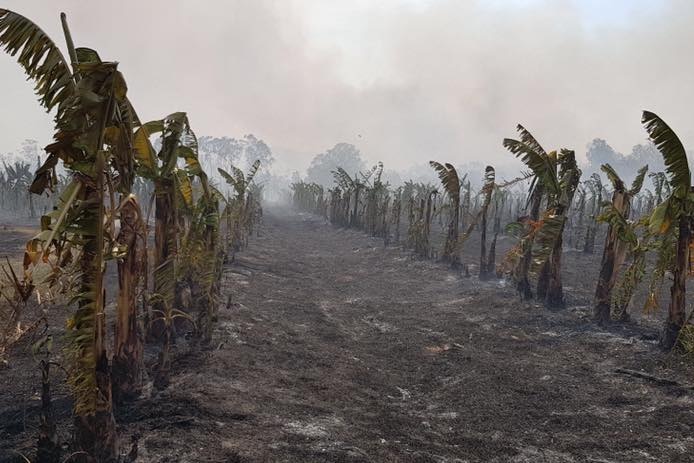 Burnt banana crops.