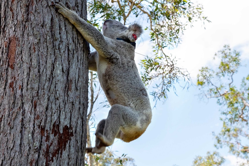 A koala climbing a tree.