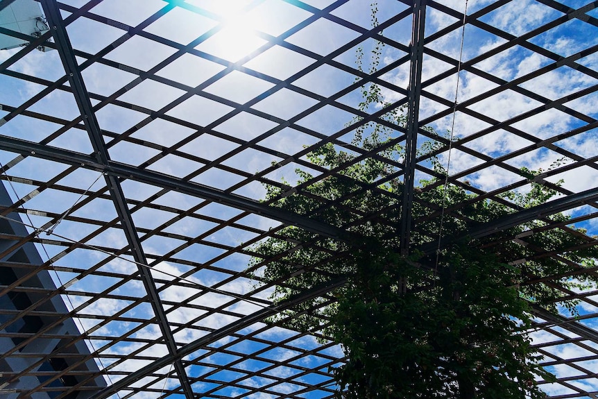 Vines grow across part of the wooden frame of the Cavenagh Street shade structure in Darwin.