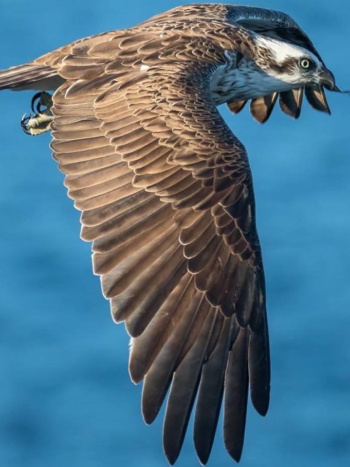 Close up photo of an osprey flying over the ocean, its wing pointed downwards and its wingtip feathers spread.