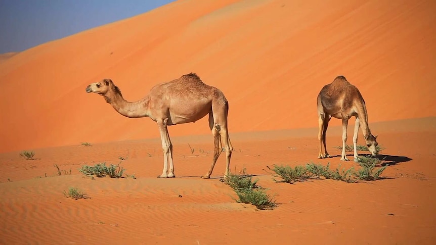 Two camels in a desert