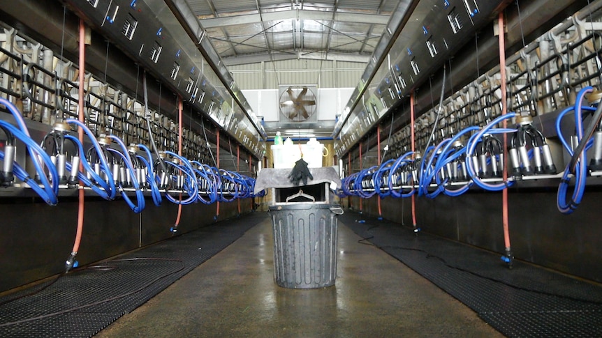 Clean modern dairy ready for milking