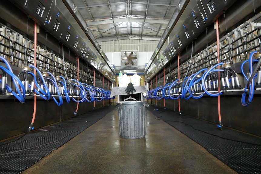 Clean modern dairy ready for milking