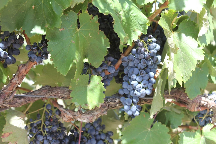 Saperavi grapes close up