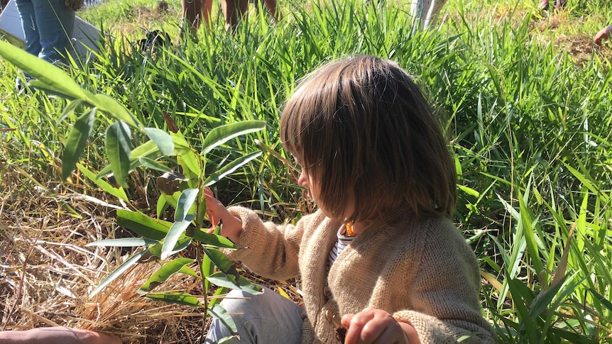 A small child sits near a newly planted gum tree