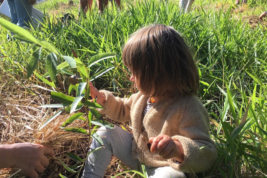 A small child sits near a newly planted gum tree
