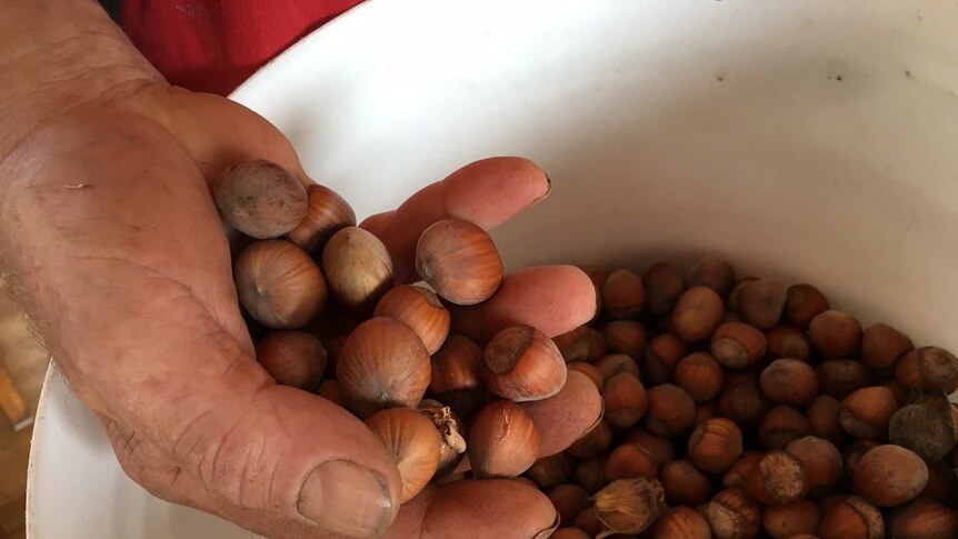 man's hand holds raw hazelnuts