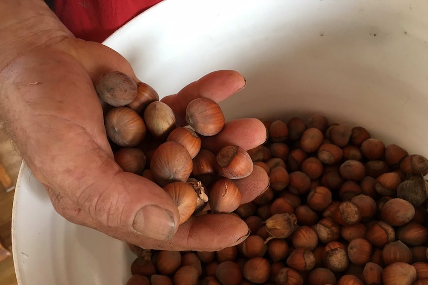 man's hand holds raw hazelnuts