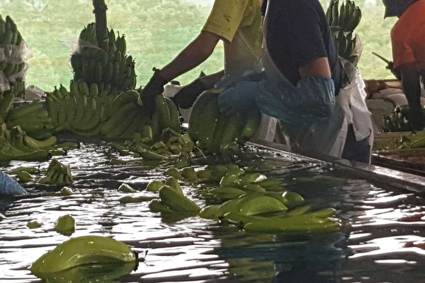 Bunches of bananas floating in water trough as workers sort them in the packing shed.