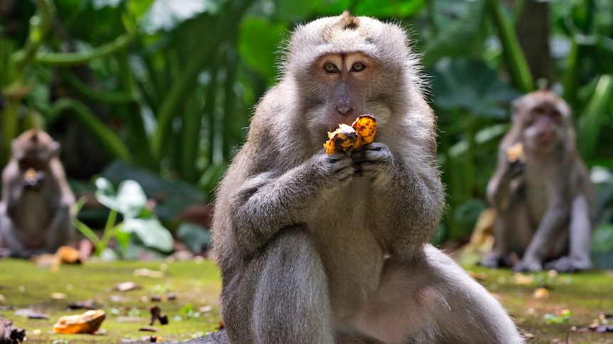 Macaques eat bananas during feeding time