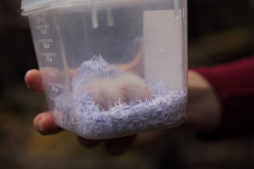 Orange bellied parrot chicks in plastic container