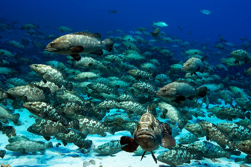 A group of groupers spawning