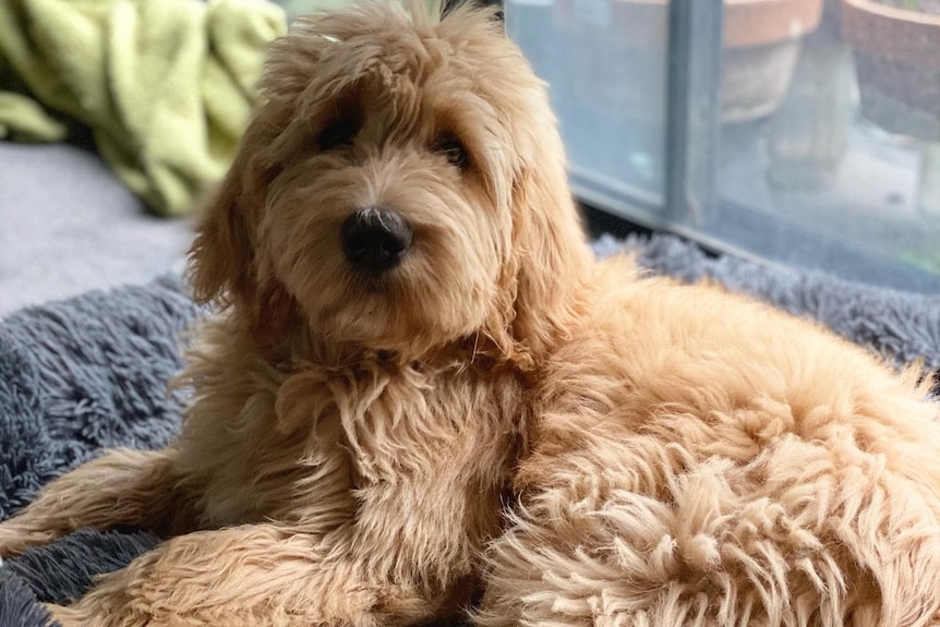 A fluffy brown dog sits looking at the camera.