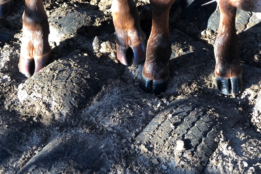 Cattle hooves on a tyre mat.