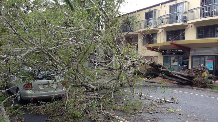 A tree falls over a car at Lamington street in New Farm, in Brisbane, after storms swept the city on November 17, 2012.