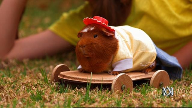 A guinea pig in a tiny costume riding a tiny skateboard