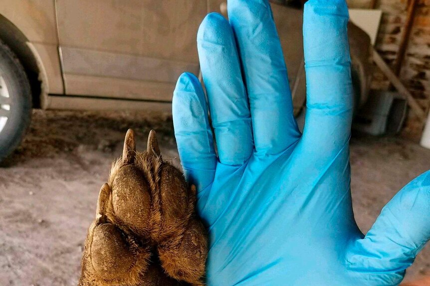 A paw of the wolf-like animal next to a human hand in a glove