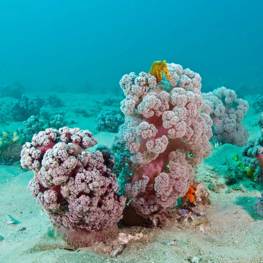 A yellow seahorse swims in a section of soft pink coral