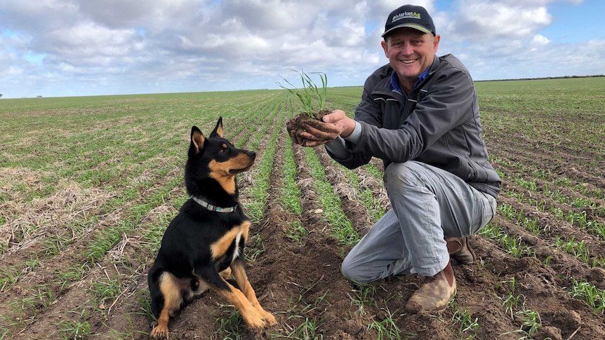 A farmer smiling with his dog in a newly germinated wheat field