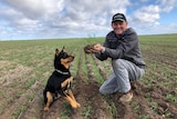 A farmer smiling with his dog in a newly germinated wheat field