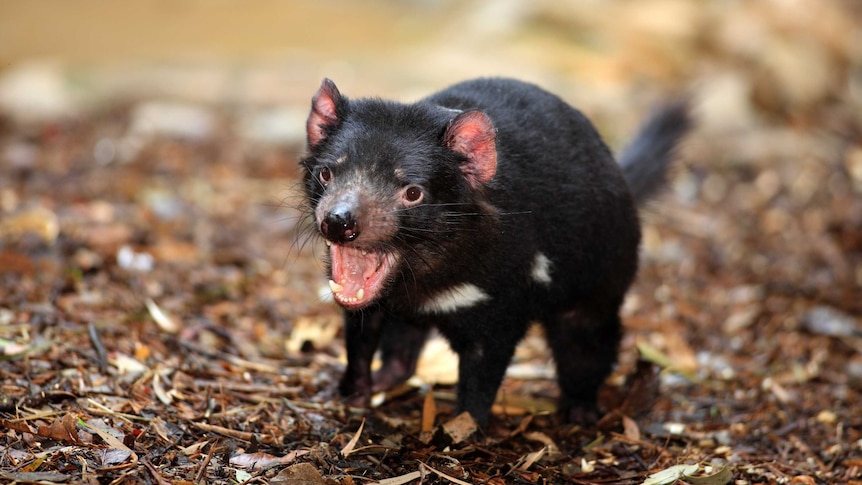 A small Tasmanian Devil pictured on the ground, with its mouth open.