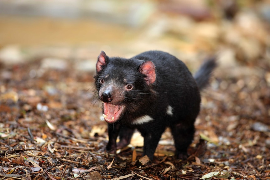 A small Tasmanian Devil pictured on the ground, with its mouth open.
