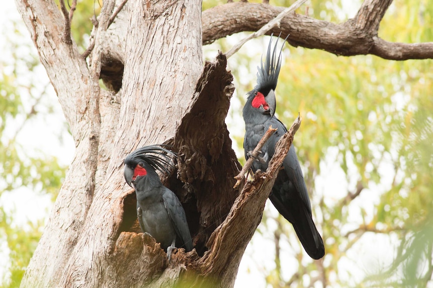 The male palm cockatoo - black with red cheeks