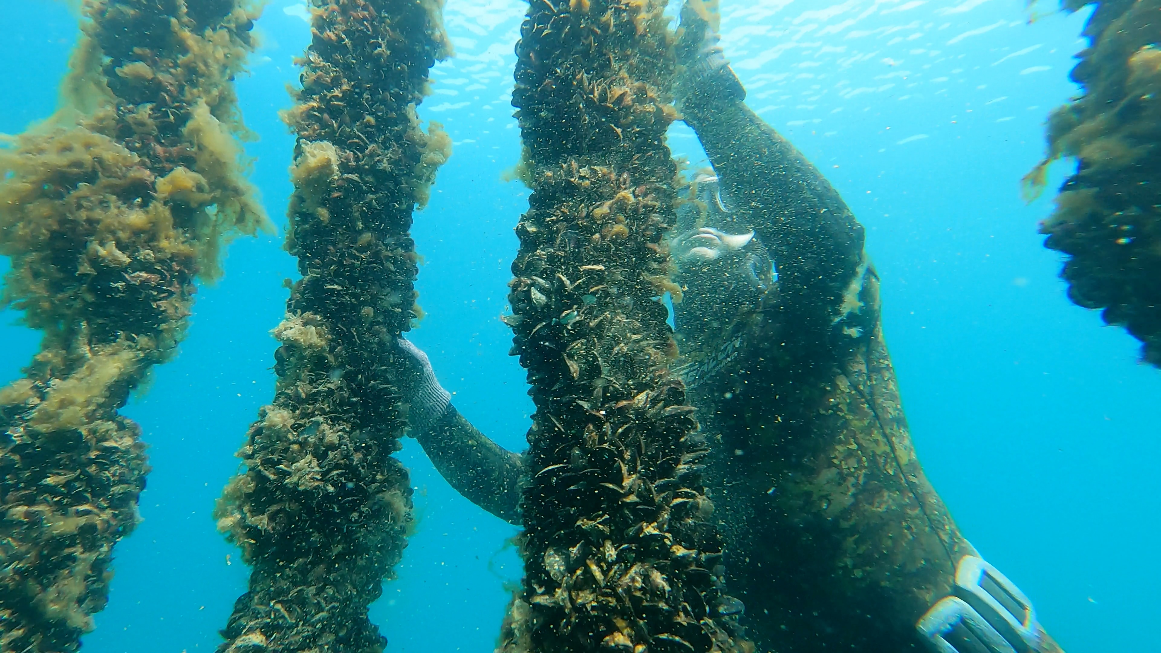Millions of tiny engineers help to restore health of marine ecosystem in WA