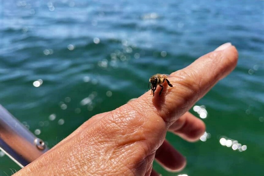 Bee resting on pinky finger by the ocean