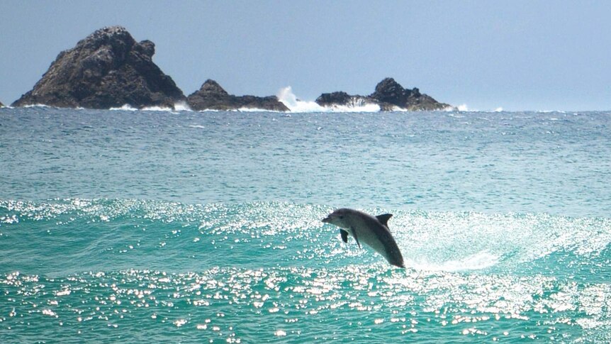 Dolphin leaps out of water