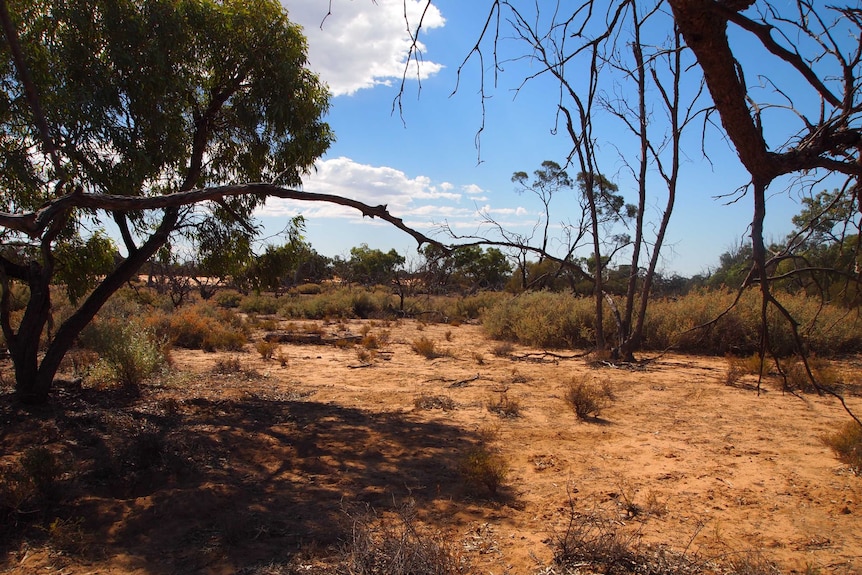 A landscape picture showing red dirt and some dry trees.