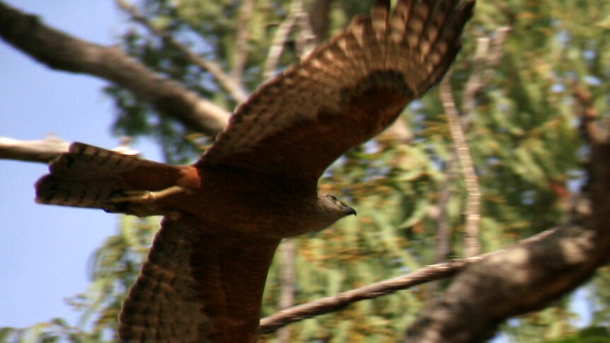 A Red Goshawk